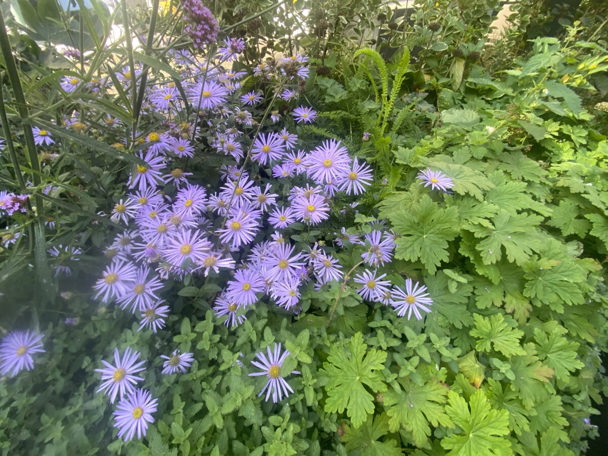 Bloeiende paarse bloemen met groen blad in een tuin.