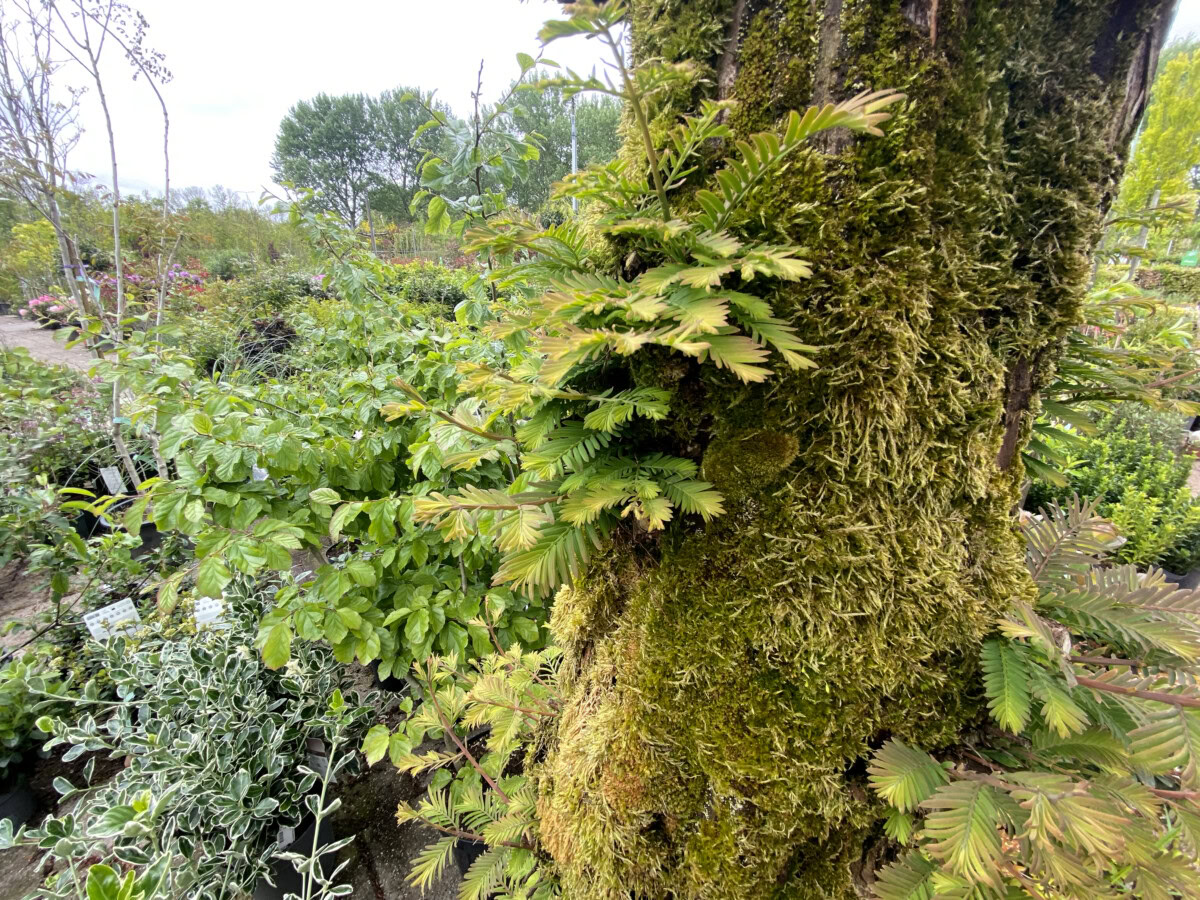 Natuurlijke boom met groene bladeren en mos, in een tuin of bosomgeving.