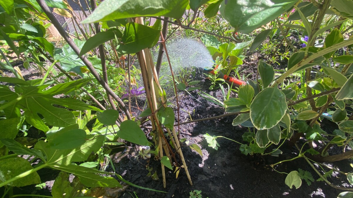 Groene tuin met diverse planten en struiken, natuurlijke omgeving.