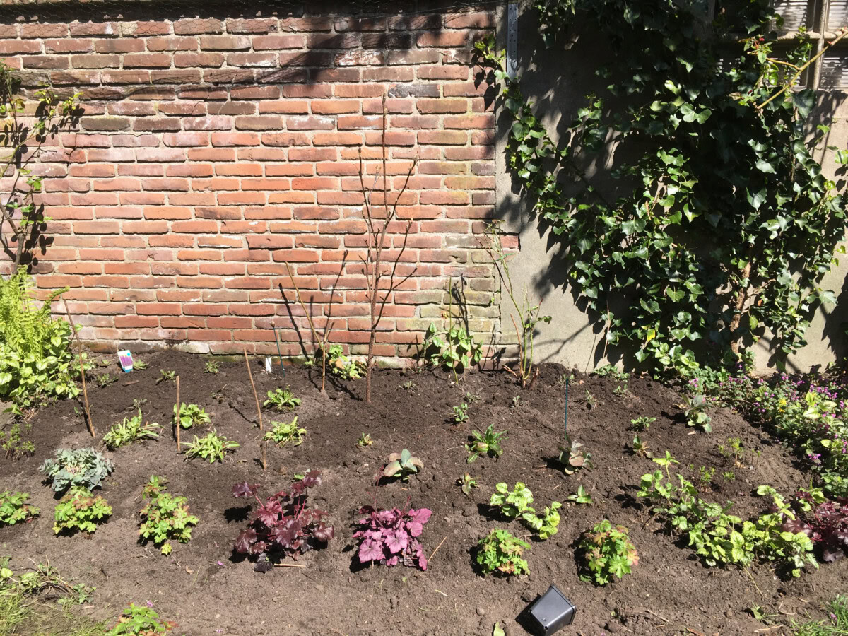 Tuin met jonge planten en struiken