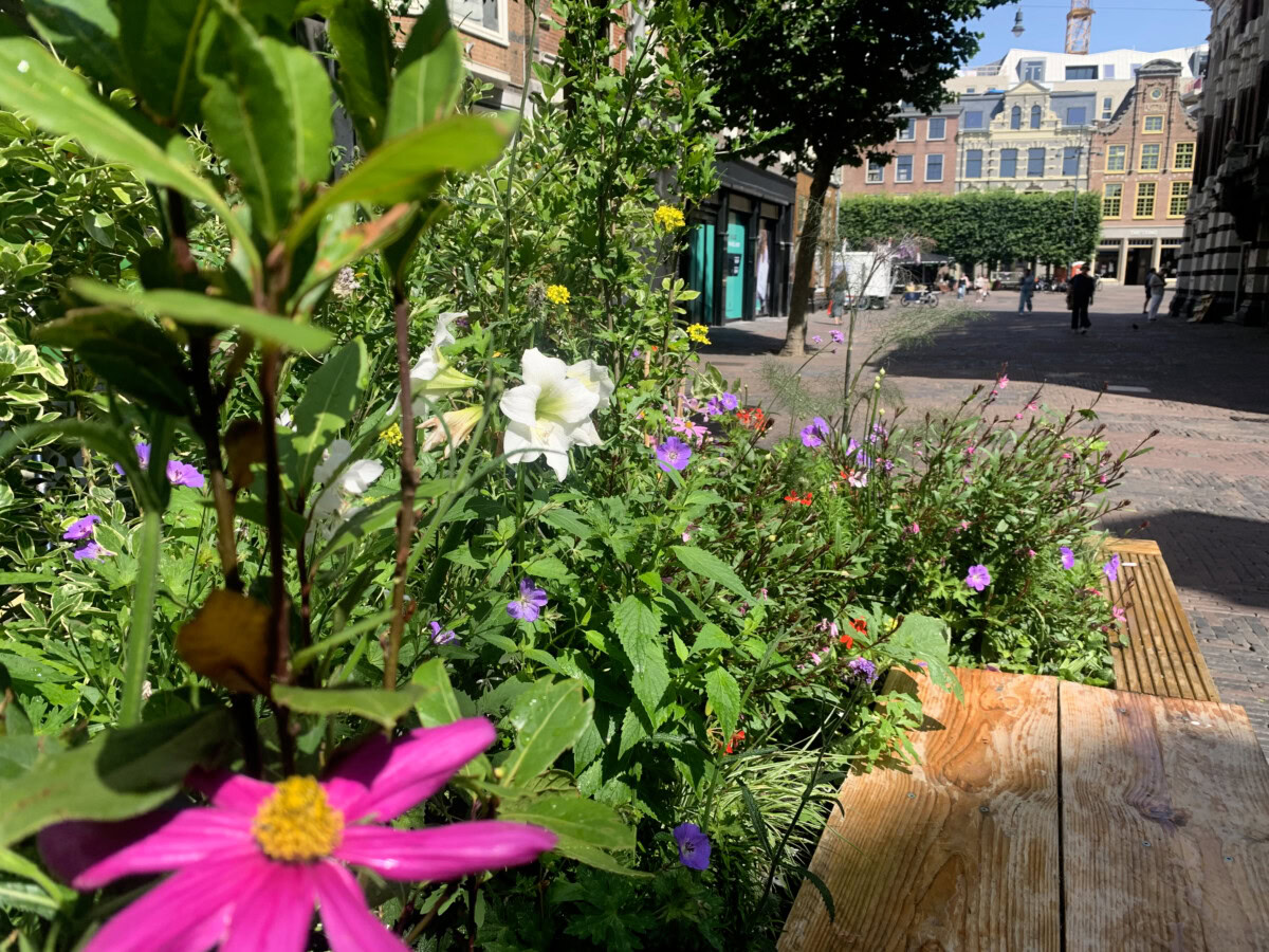 Kunstzinnige bloemen en planten in een stadspark, met een achtergrond van gebouwen en een bank.
