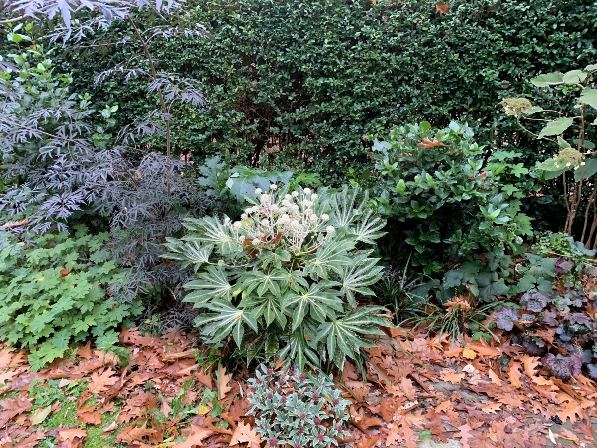 planten004